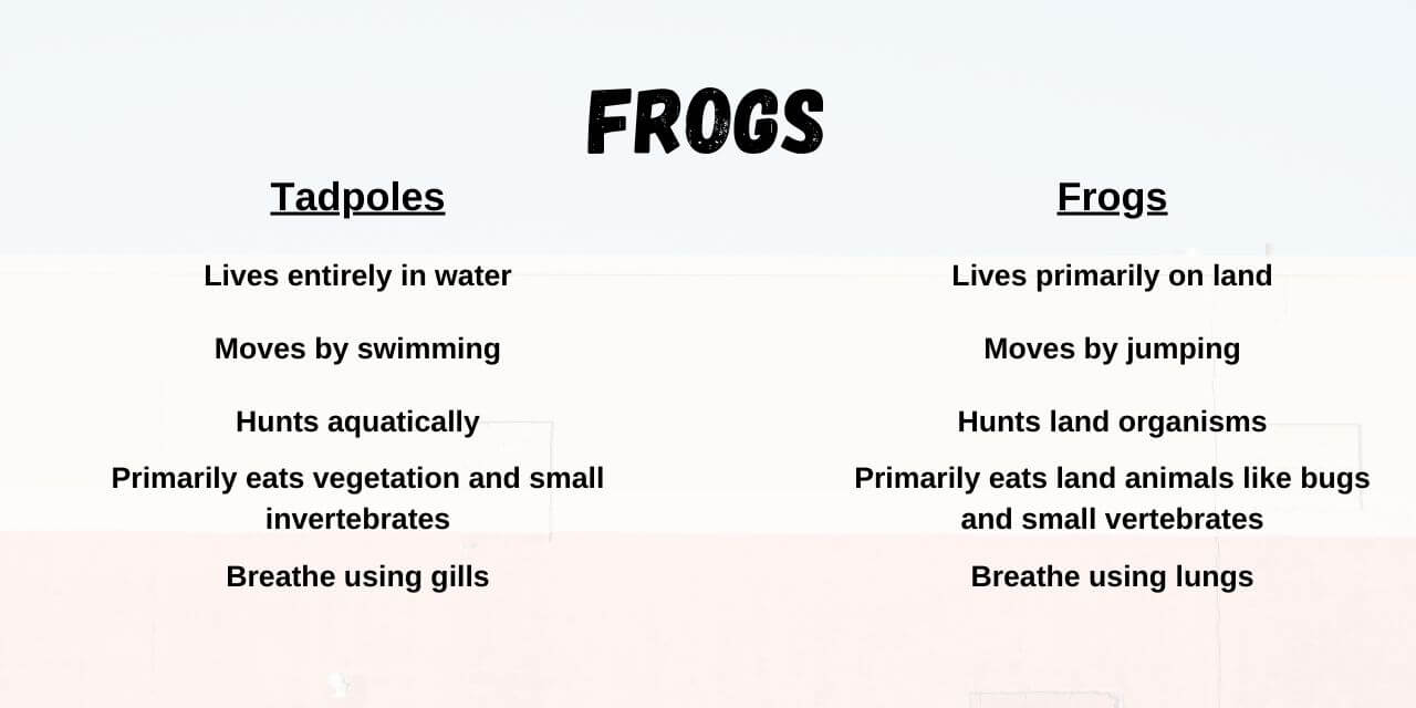 differences between tadpoles and adult frogs