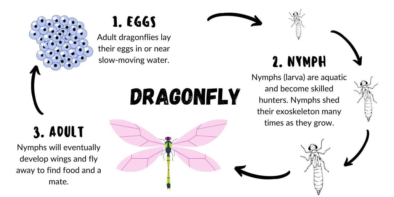 dragonfly life cycle phases explained