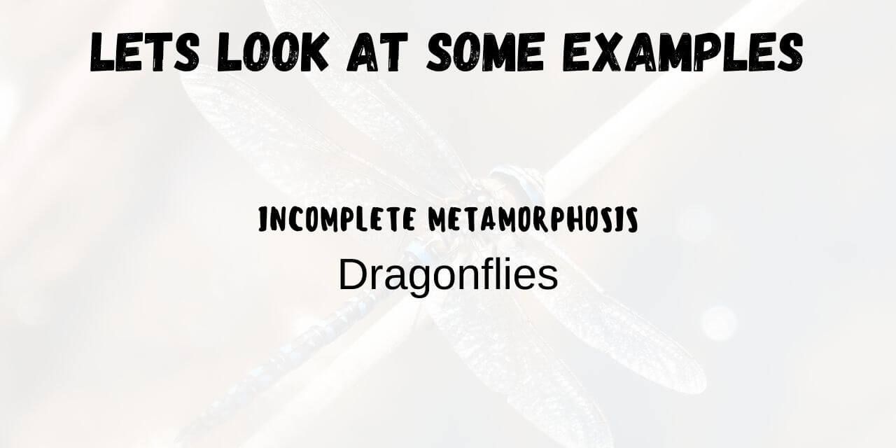 dragonfly metamorphosis example