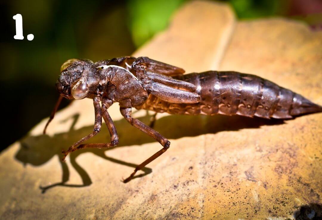 dragonfly larva  or nymph sitting on a leaf