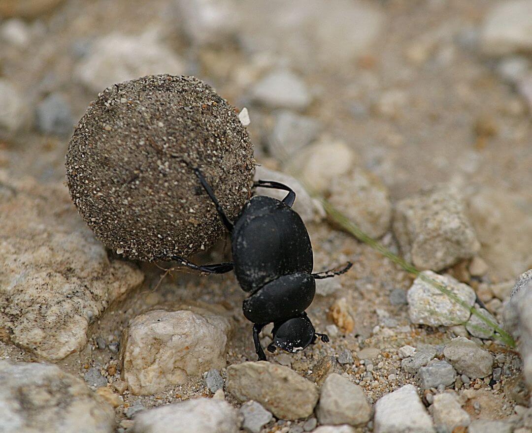 dung beetle rolling a ball of elephant poo