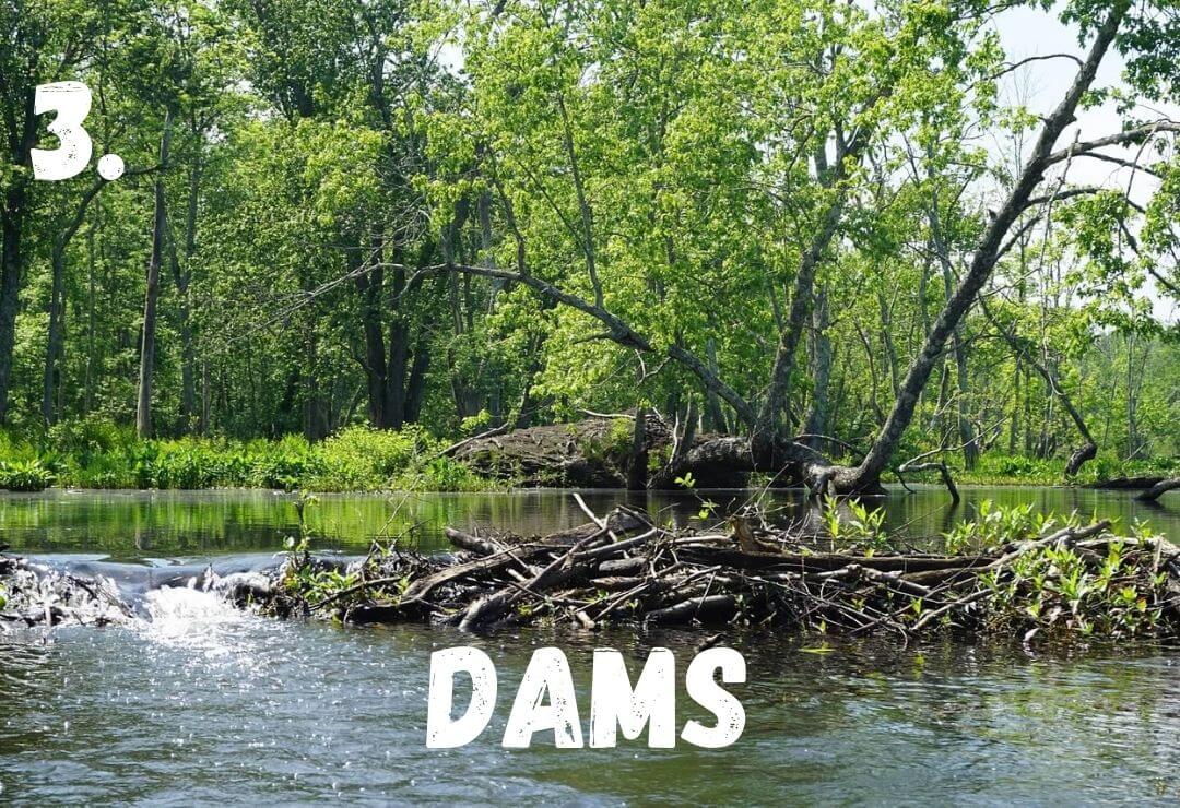large dam made by a beaver that is forcing water to go around through a flowing stream