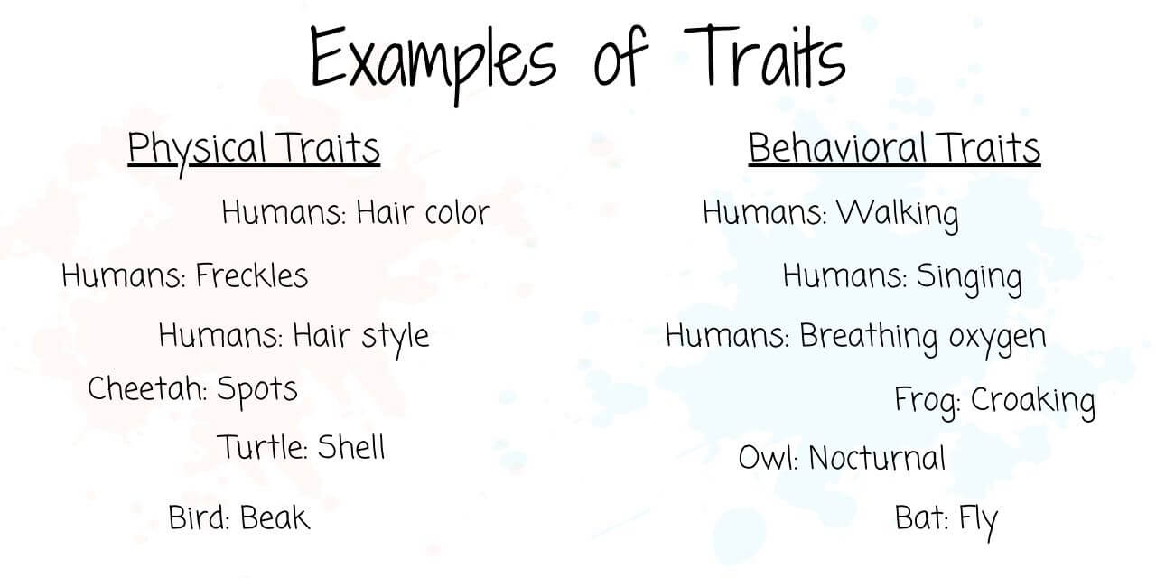 Examples of physical and behavioral traits