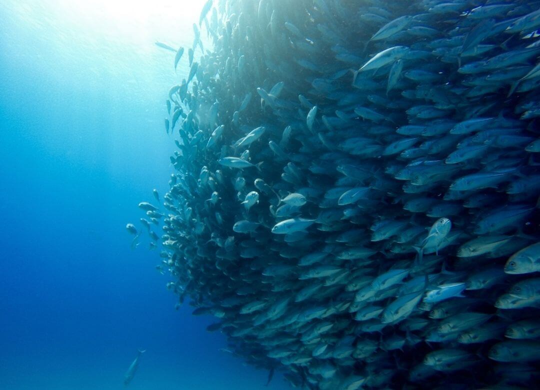 large school of fish also known as a bait ball