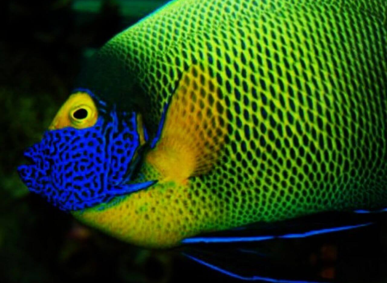 tropical fish with electric blue color on face and neon green on sides