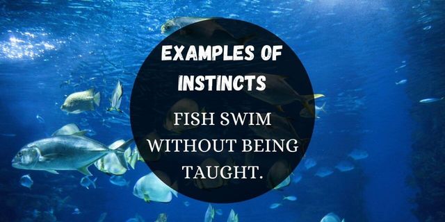 animal instinct examples
