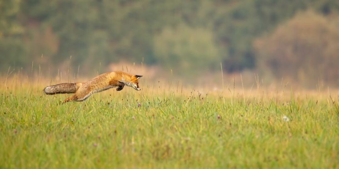 fox bouncing through a grassland looking for a mouse