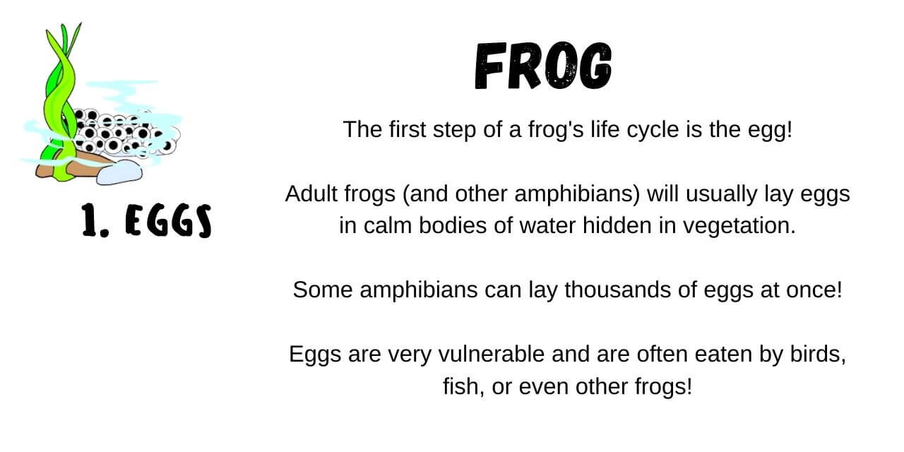 eggs are the first step in frog metamorphosis