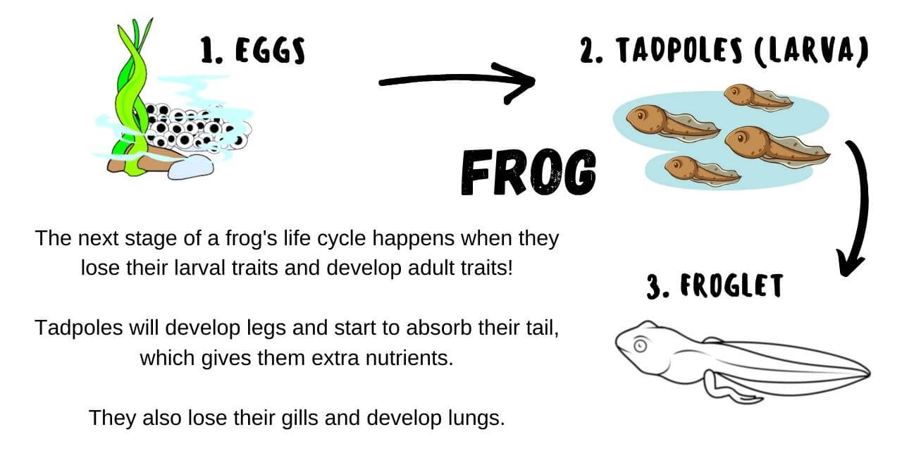 froglets occur when the larval form of a frog becomes an adult