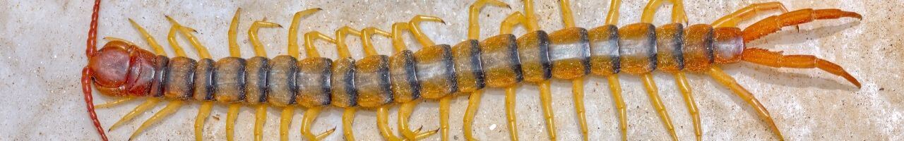 giant centipede with red head and yellow arms
