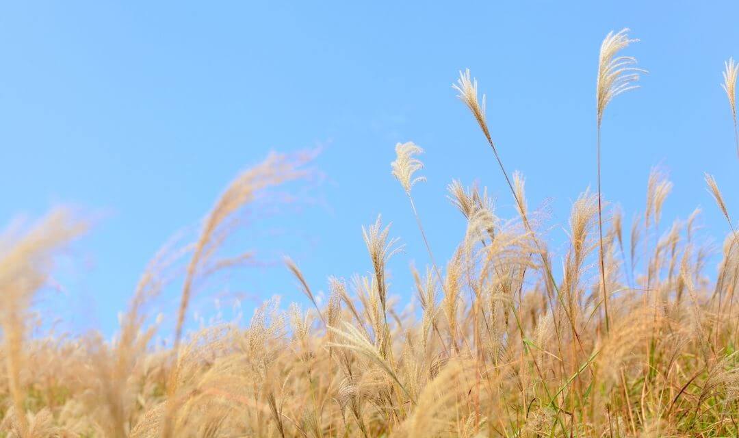 brown grasses and straw with a bright blue sky