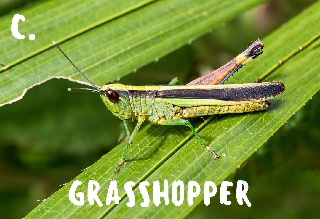 a green and black grasshopper resting on a narrow green leaf