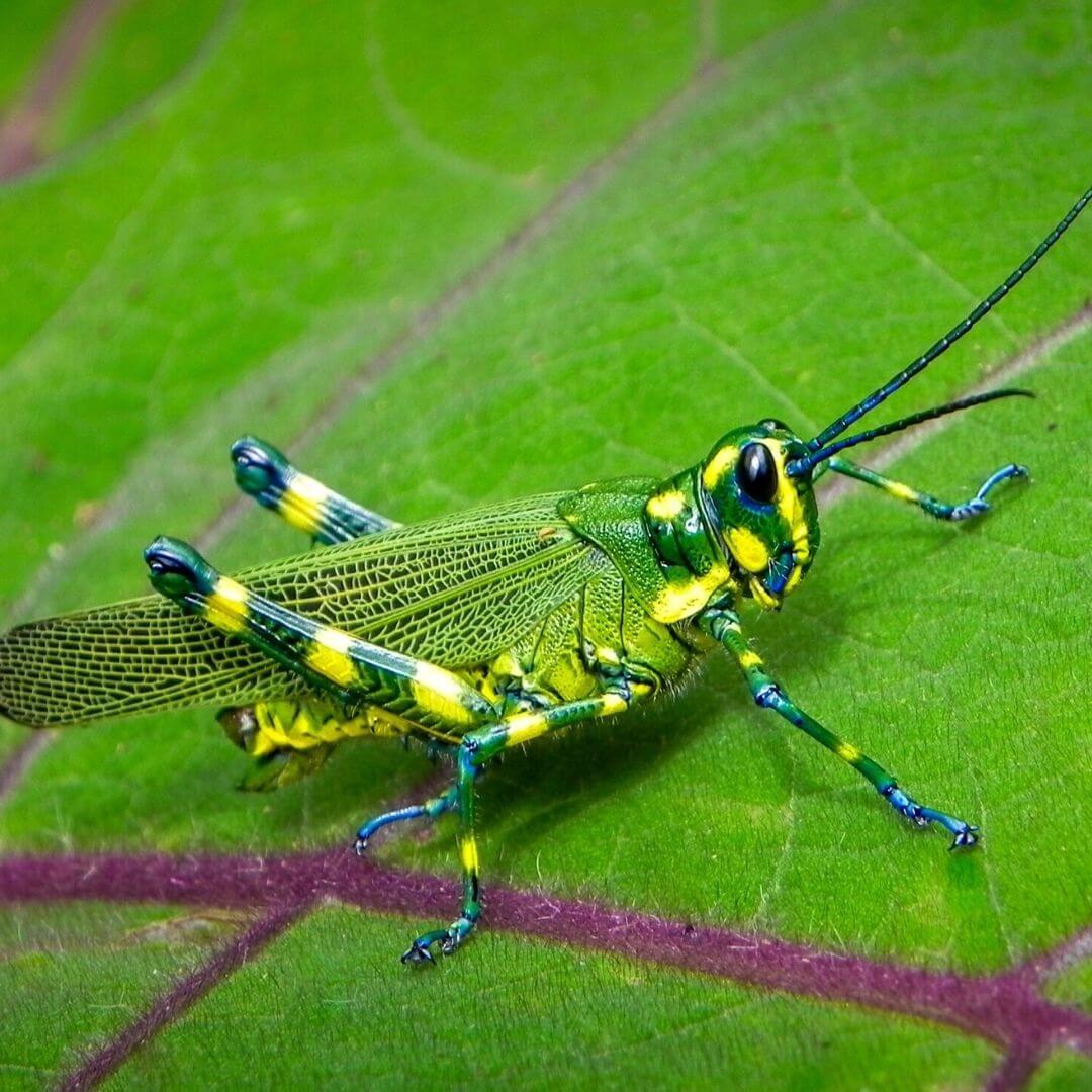 green and blue grasshopper resting on a green leaf