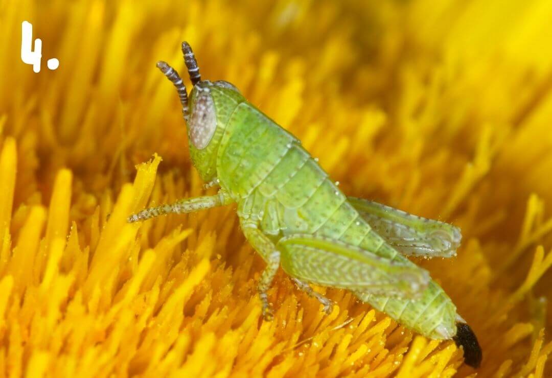 small green grasshopper nymph resting on a yellow flower