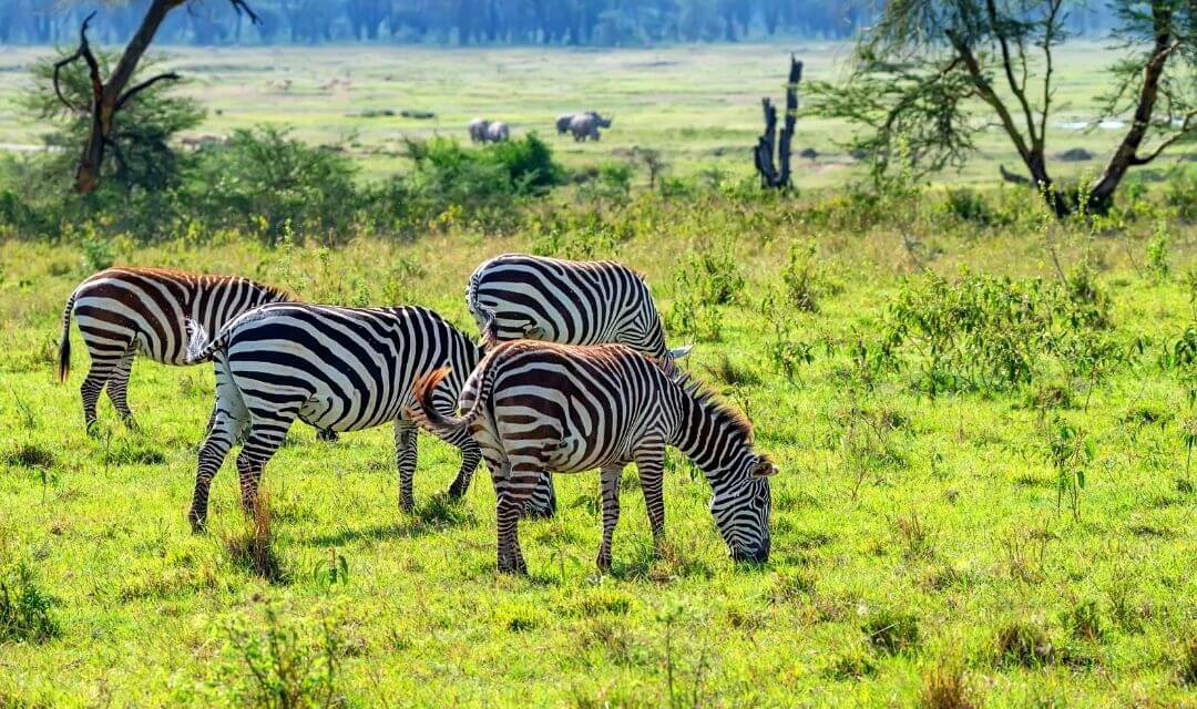 four zebras standing on a grassy savanna with rhinos in the background