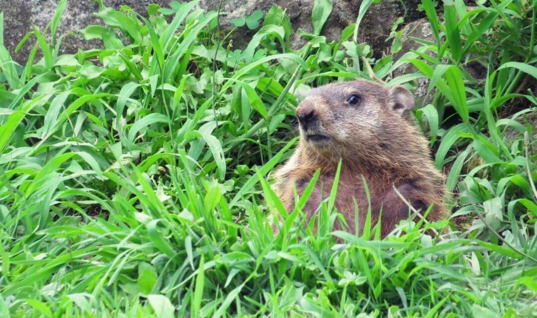groundhog hiding in green vegetation