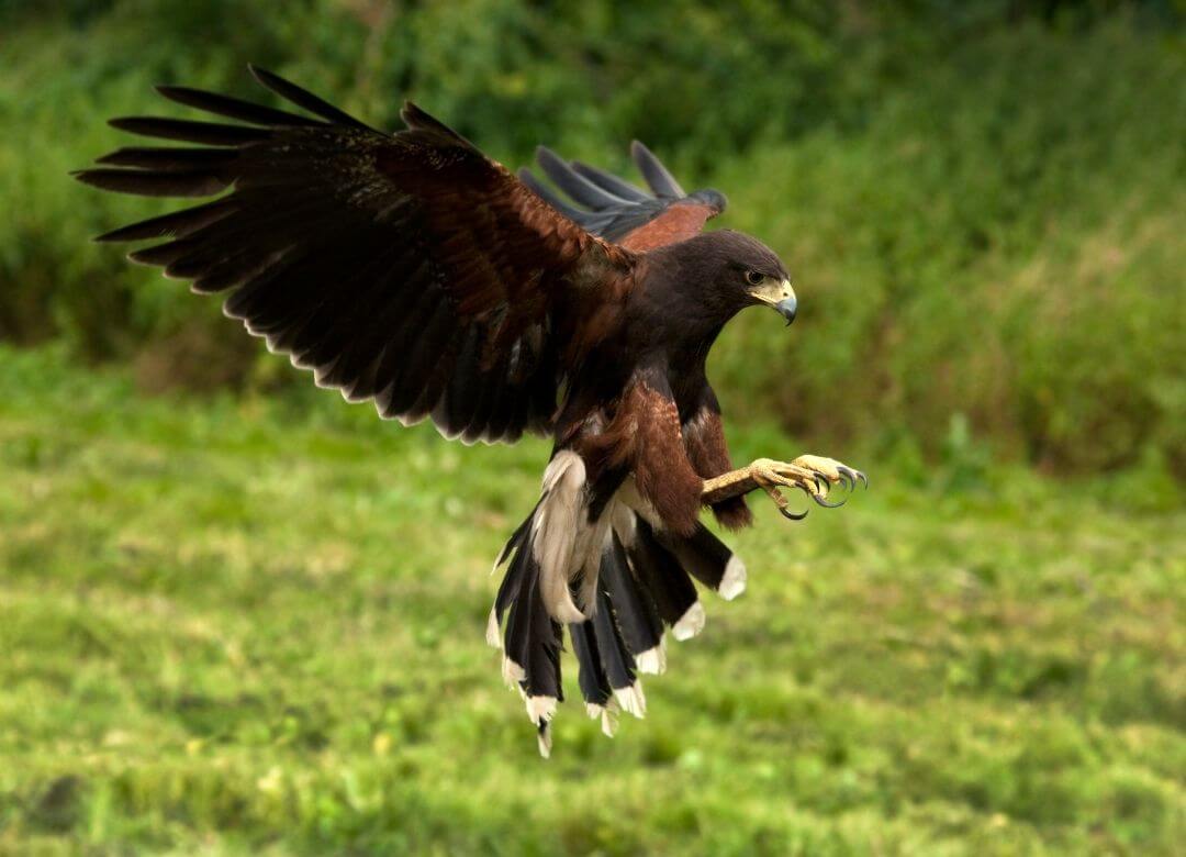 harris's hawk hunting with talons extended