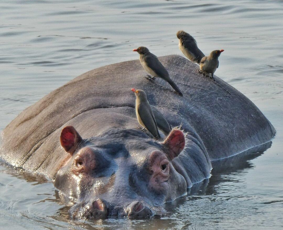 hippo with its head and back poking out from the water with many oxpeckers on its back