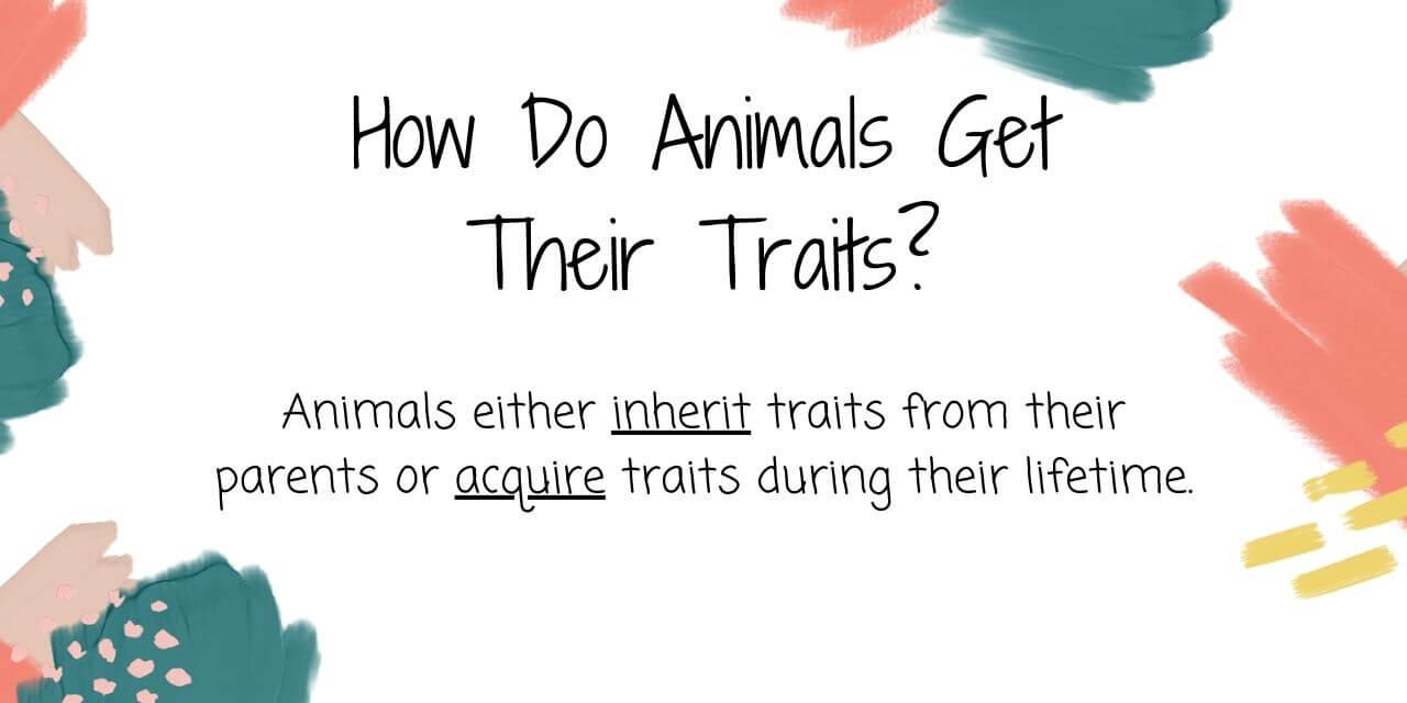 How animals get their traits
