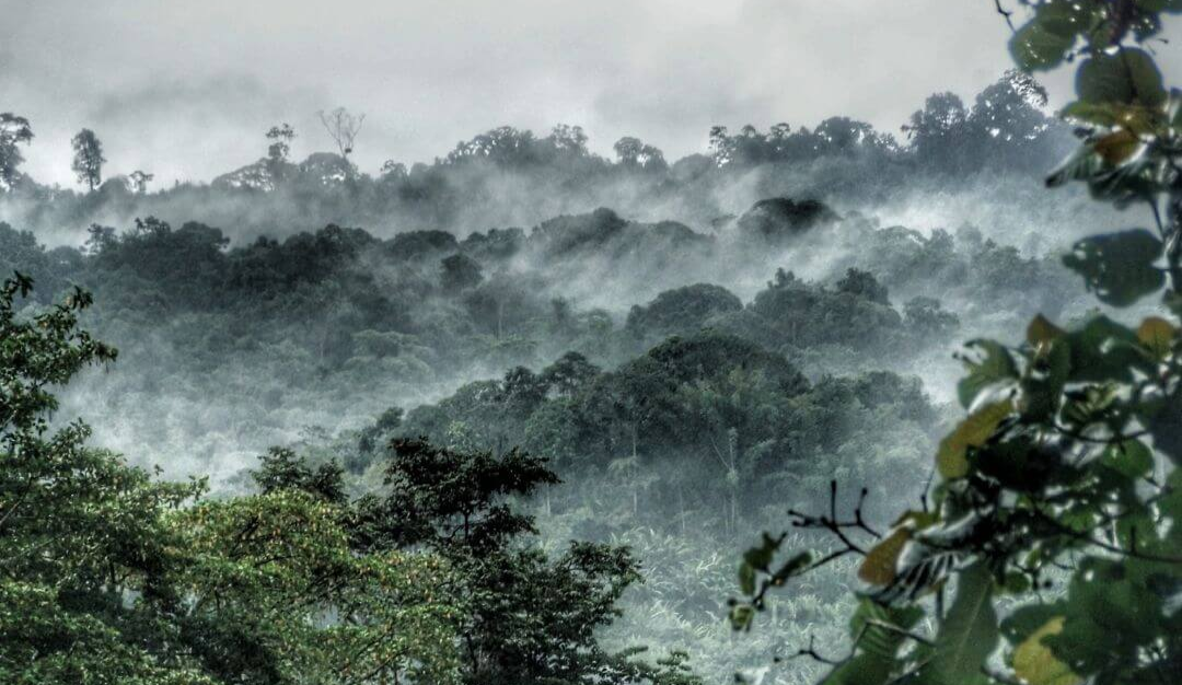 rainforest with humidity covering the forest canopy