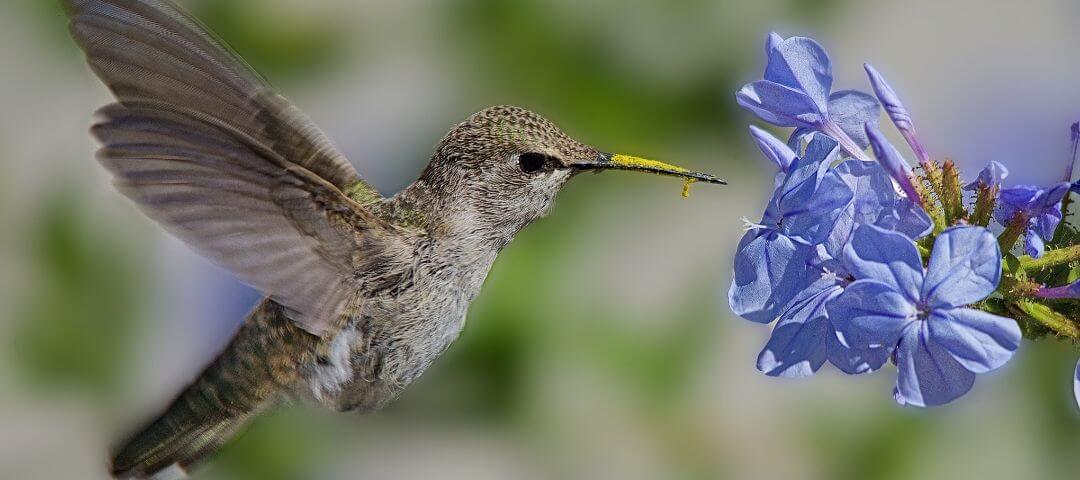 hummingbird with yellow pollen on its bill hovering and drinking nectar from a blue flower