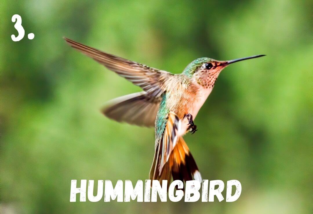 green and tan hummingbird hovering