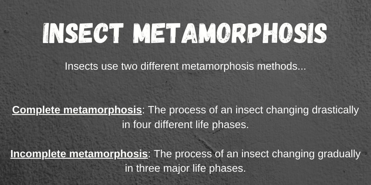 insects use both complete metamorphosis and incomplete metamorphosis