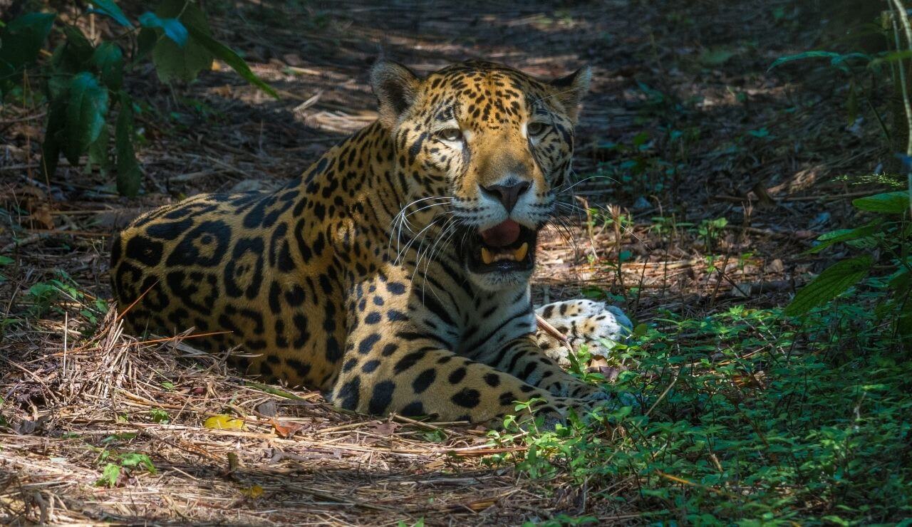 jaguar resting in the shade in a grassy forest