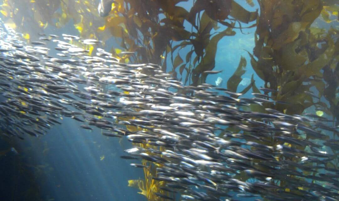 School of fish swimming through a kelp forest
