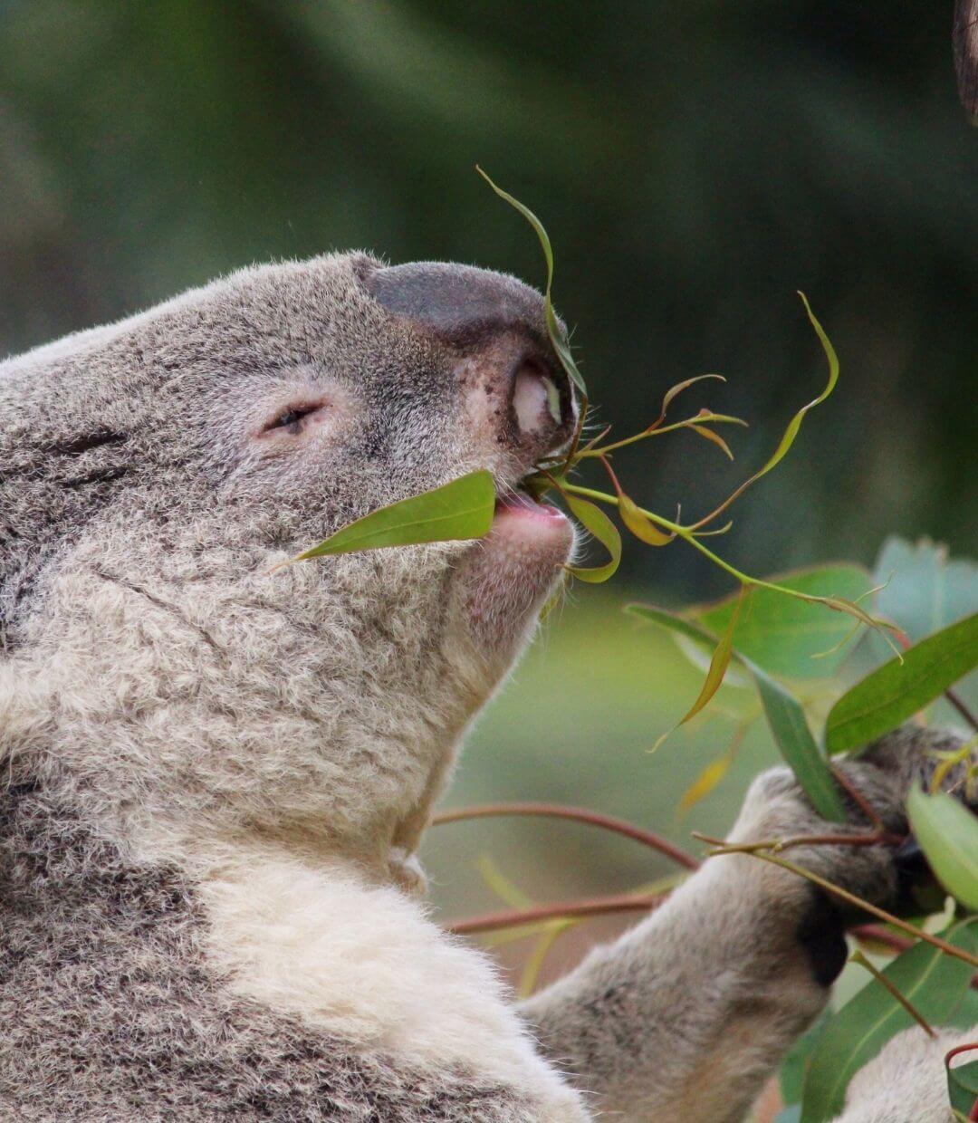 koala eating leaves