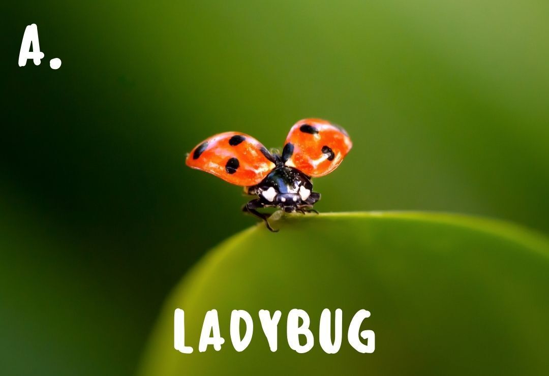 ladybug with wing spread about to take flight from a stem