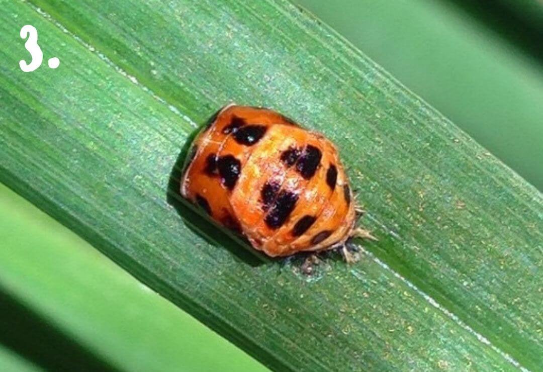 ladybug pupa attached to a narrow green leaf