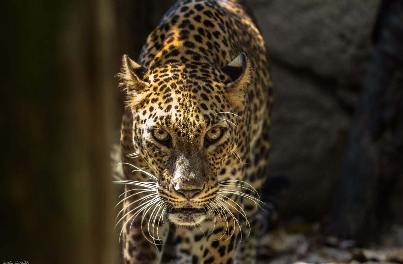 leopard stalking  towards the camera