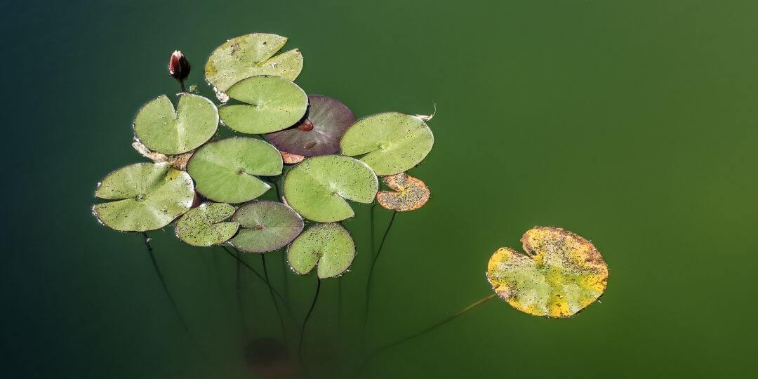 a group of lily pads floating on still, green water