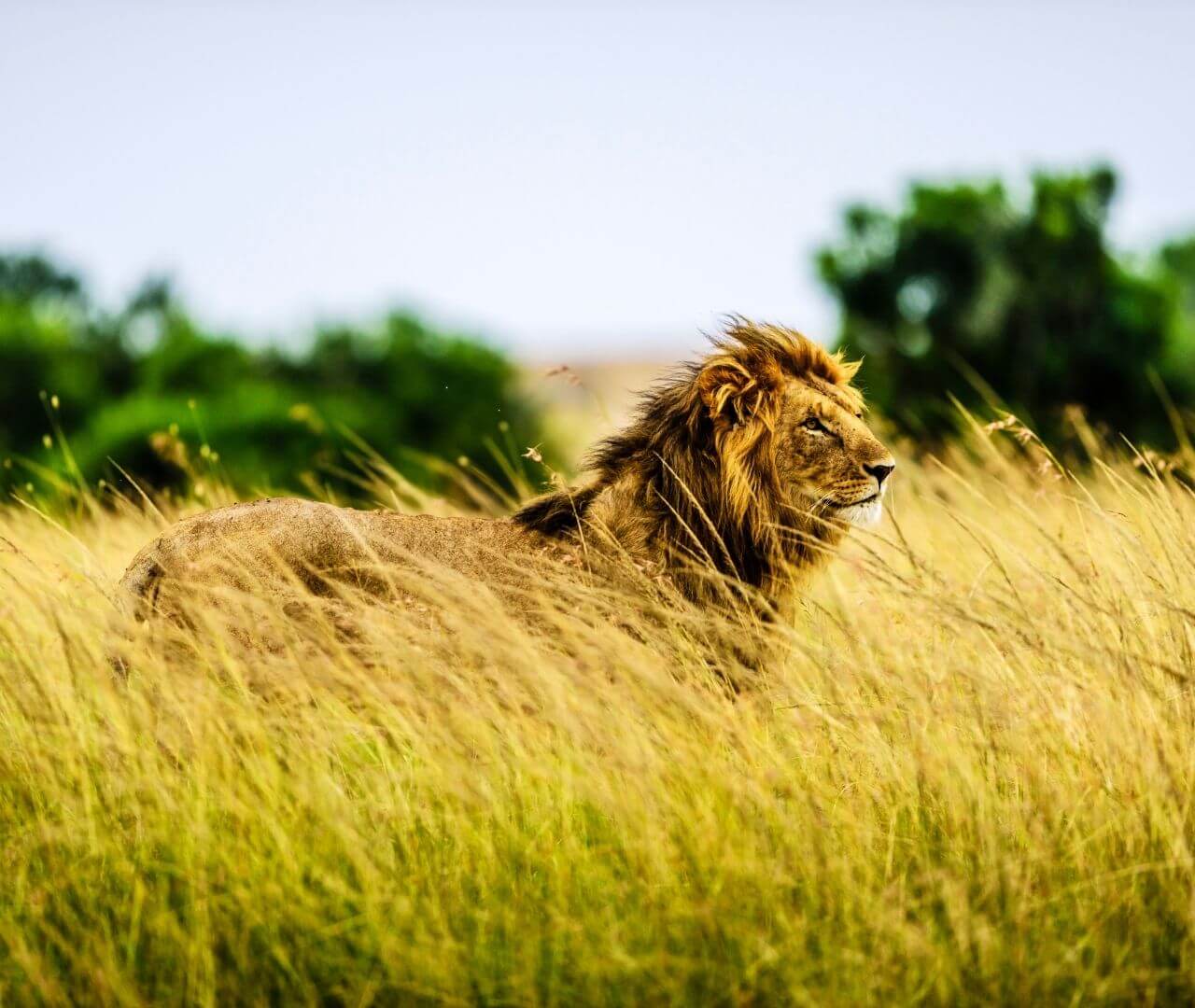 african-lion-on-savanna
