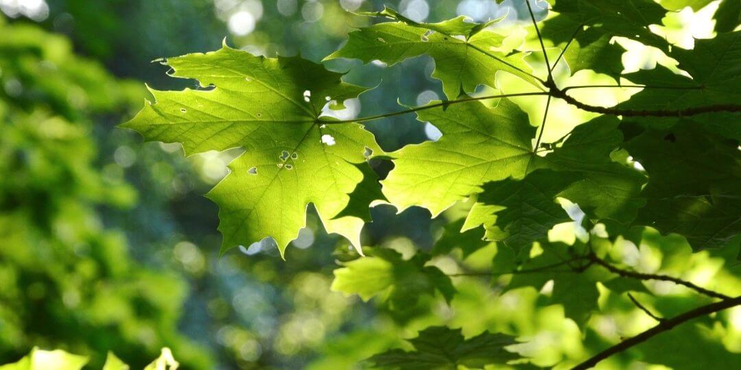 green maple leaves on a large tree absorbing lots of sunlight