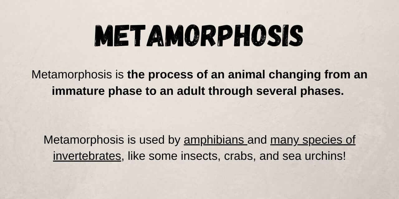 metamorphosis explanation and examples