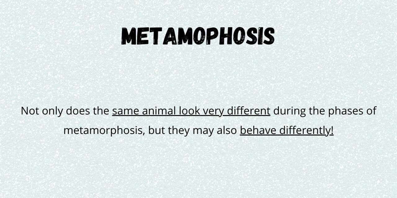 metamorphosis differences between phases