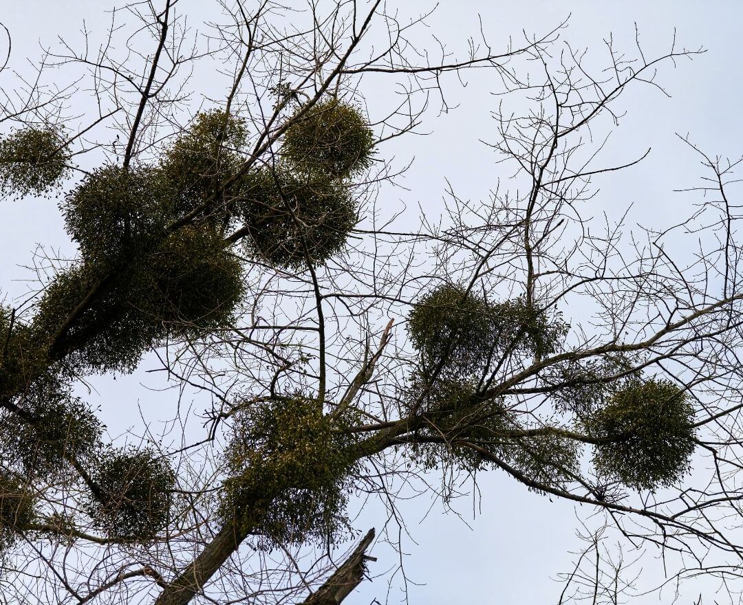 parasitic mistletoe covering several many dry, dead branches