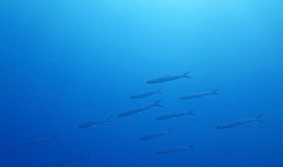 a small school of fish swimming through a bright blue open ocean