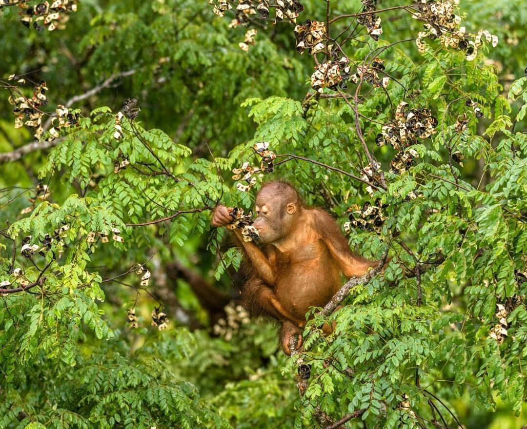 young orangutan eating fruit out of a large green tree