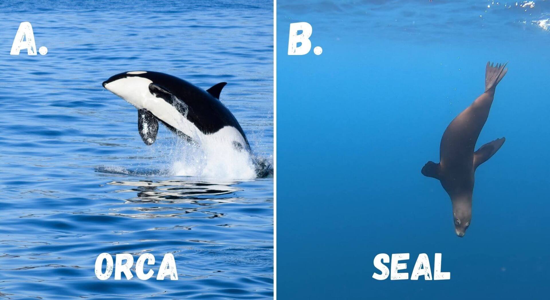 orcas are an apex predator in the ocean and feed on animals like seals and fish