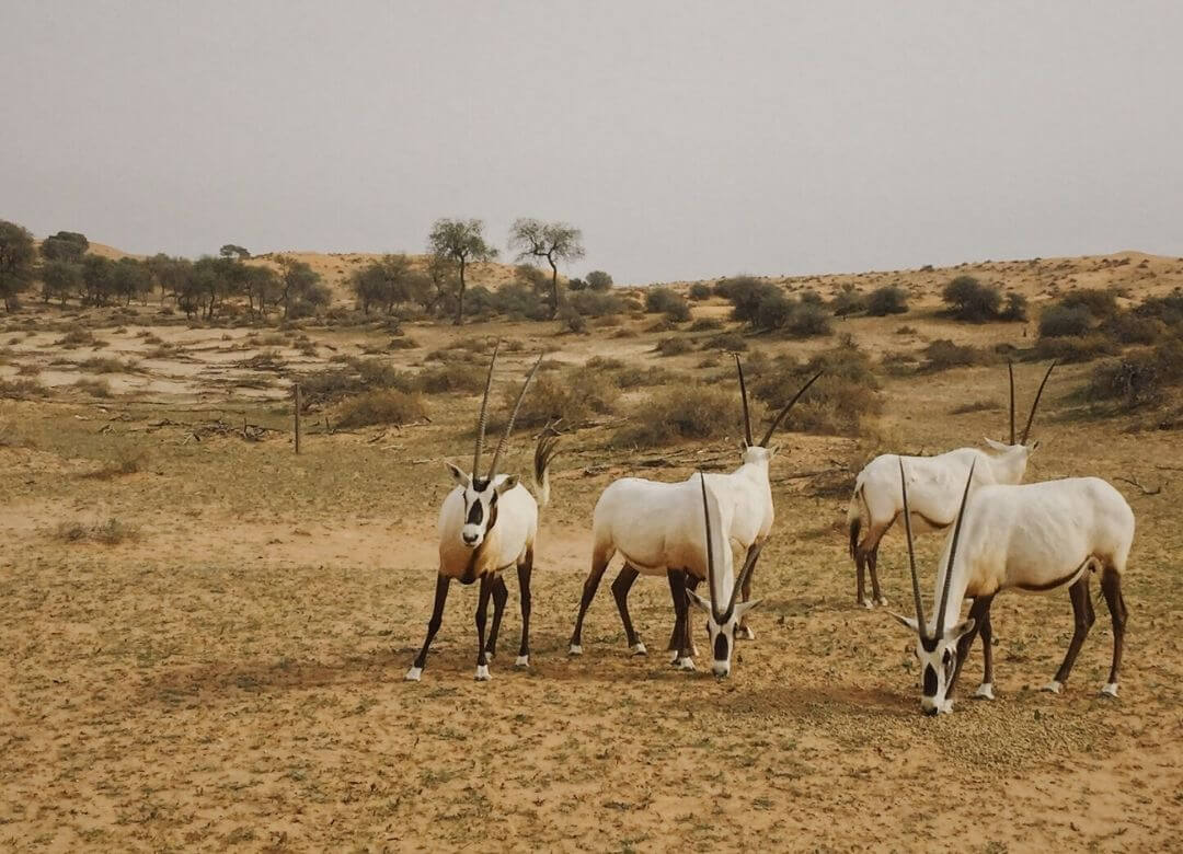 group of arabian oryx standing on desert sand