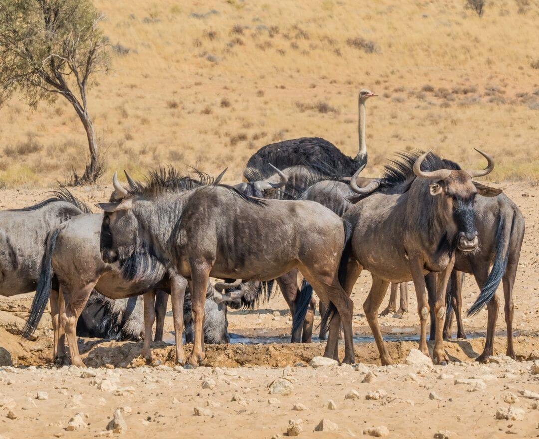 ostriches and wildebeest grazing in the same region while the wildebeest kick up bugs