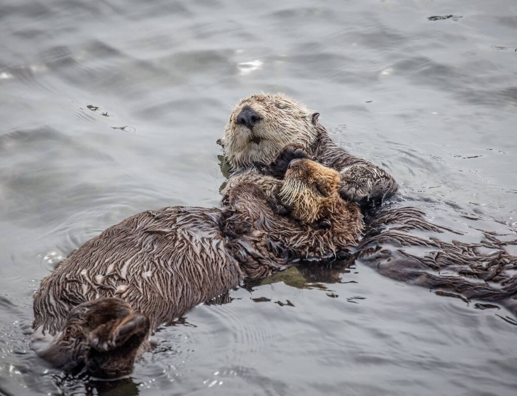 two sea otters cuddling floating in the ocean