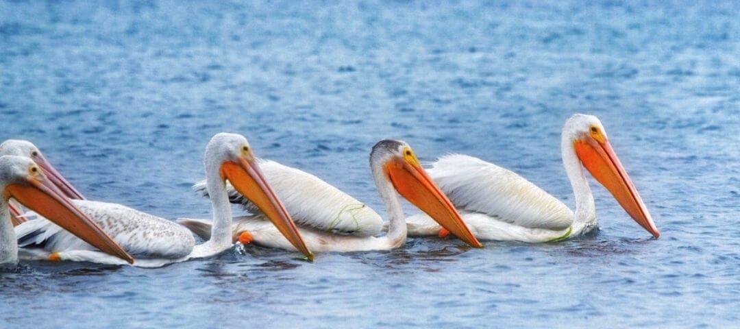 group of pelicans swimming together looking for fish