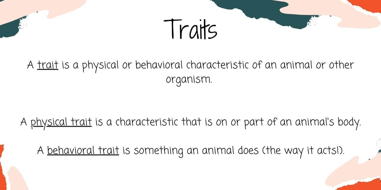 traits are characteristics that animals have or things that they do