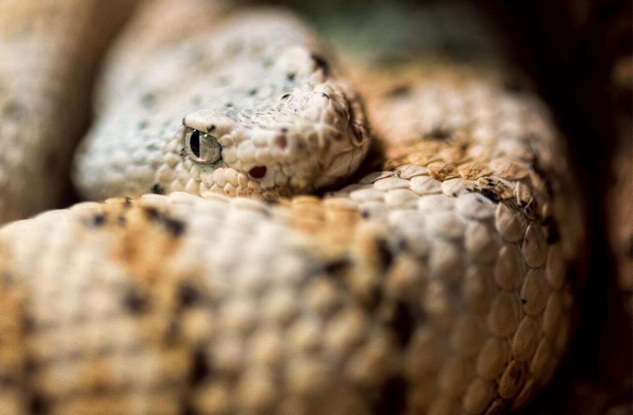 spectacled rattlesnake coiled looking towards camera