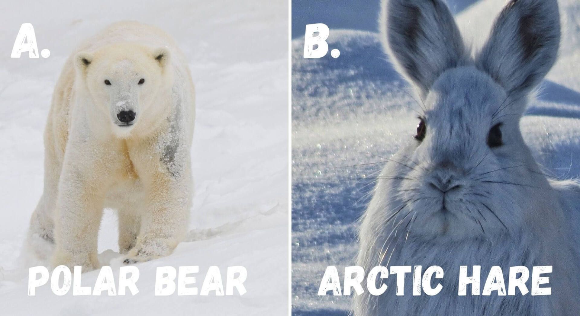 polar bears are an apex predator in the tundra, unlike arctic hares which are herbivores and preyed upon by large predators