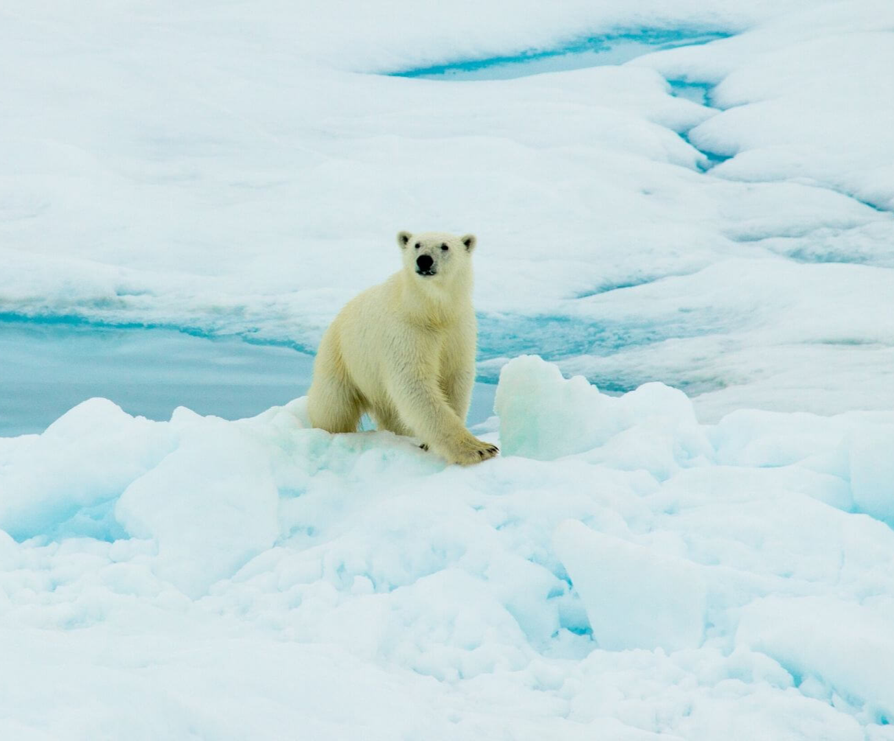 polar bear on a glacier